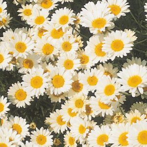 Anthemis tinctoria 'Sauce Hollandaise'