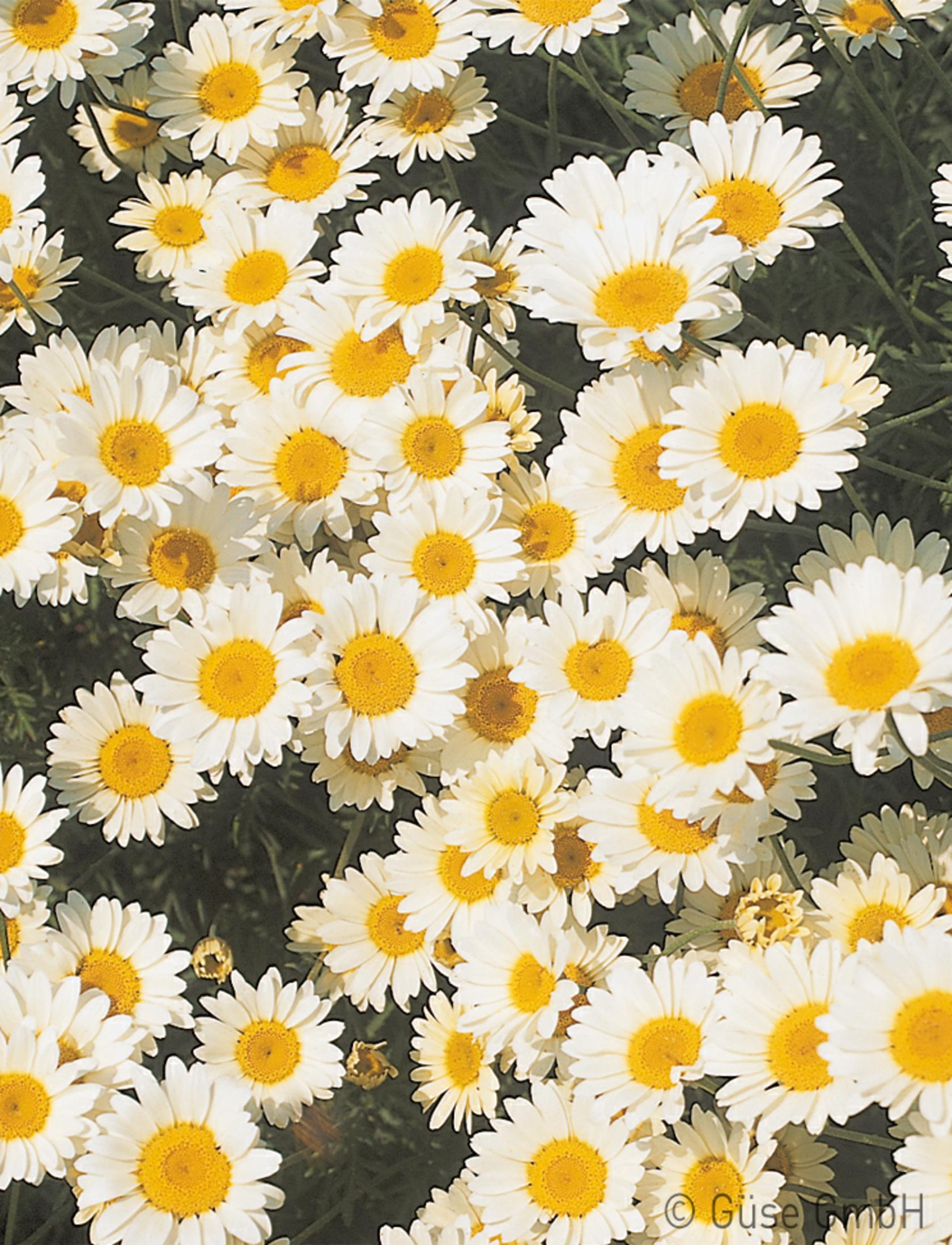 Anthemis tinctoria 'Sauce Hollandaise'