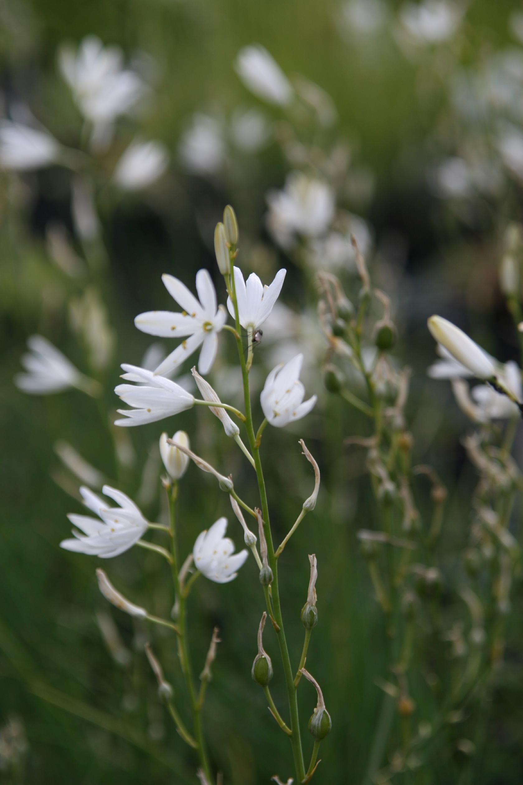 Anthericum liliago