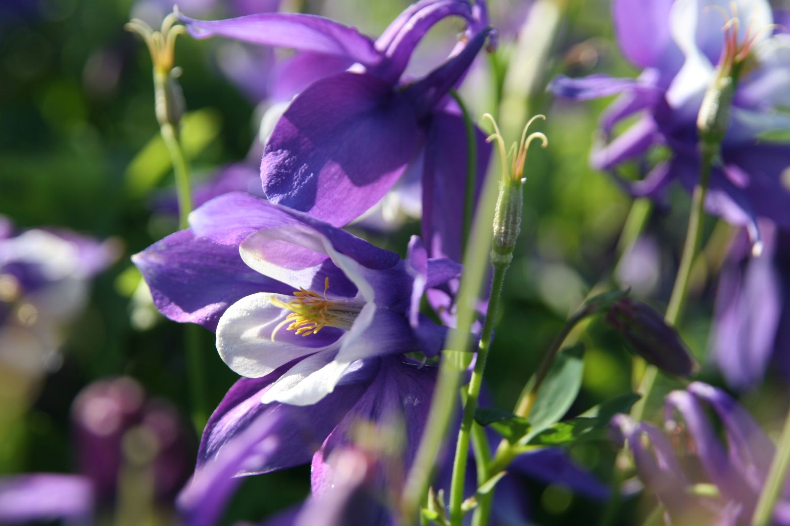 Aquilegia 'Spring Magic Blau-Weiß'