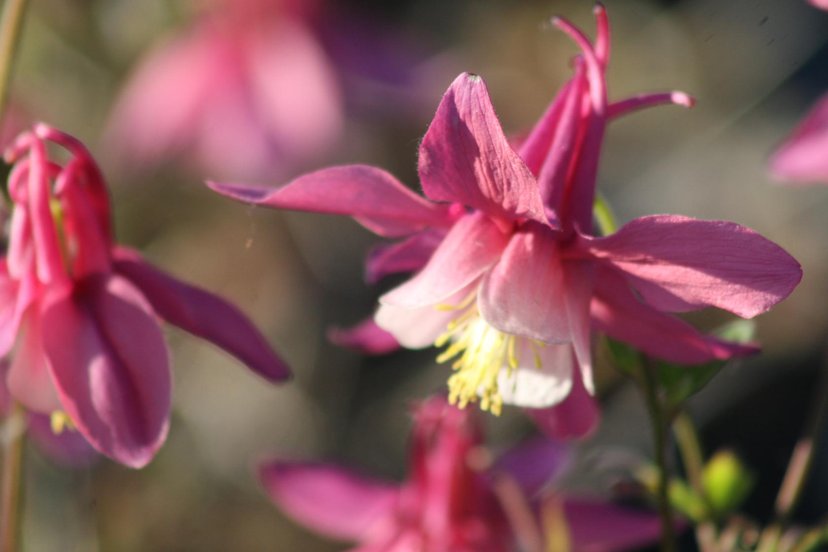 Aquilegia 'Spring Magic Rose + White'