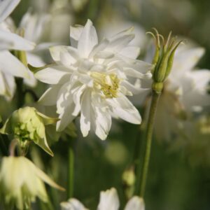 Aquilegia vulgaris 'Green Apple'