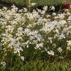 Arabis procurrens 'Glacier'  gen.