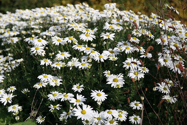 Arctanthemum arcticum 'Stella'