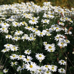 Arctanthemum arcticum  'Stella'