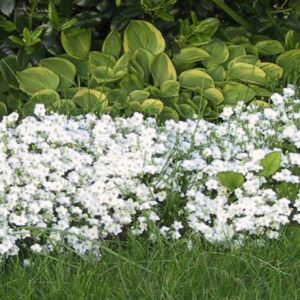 Arenaria montana