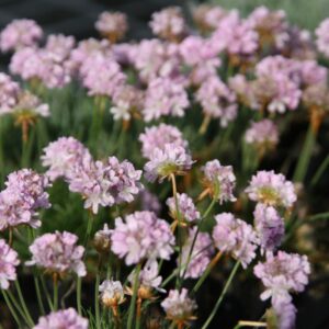 Armeria caespitosa 'Röschen'