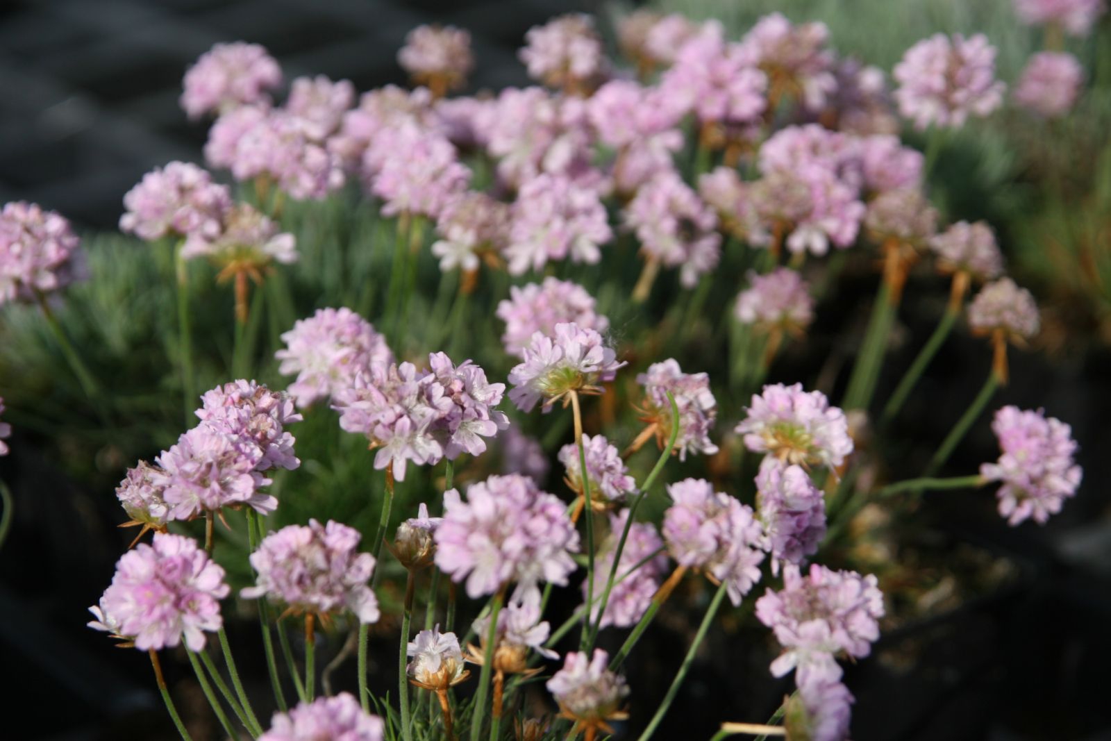 Armeria caespitosa 'Röschen'