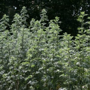 Artemisia absinthium