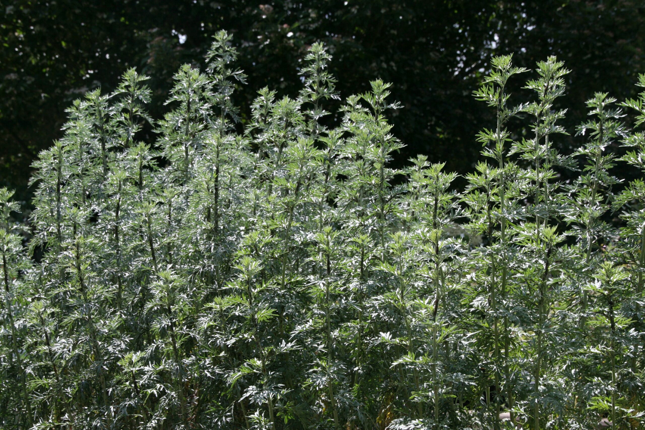 Artemisia absinthium