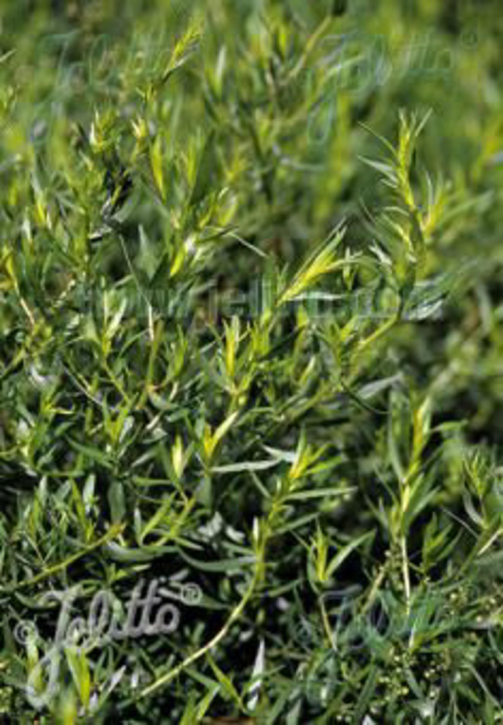 Artemisia dracunculus