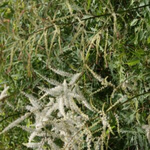 Aruncus dioicus 'Whirlwind'
