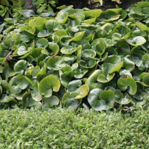 Asarum europaeum
