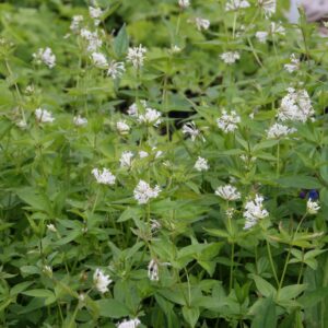 Asperula taurina