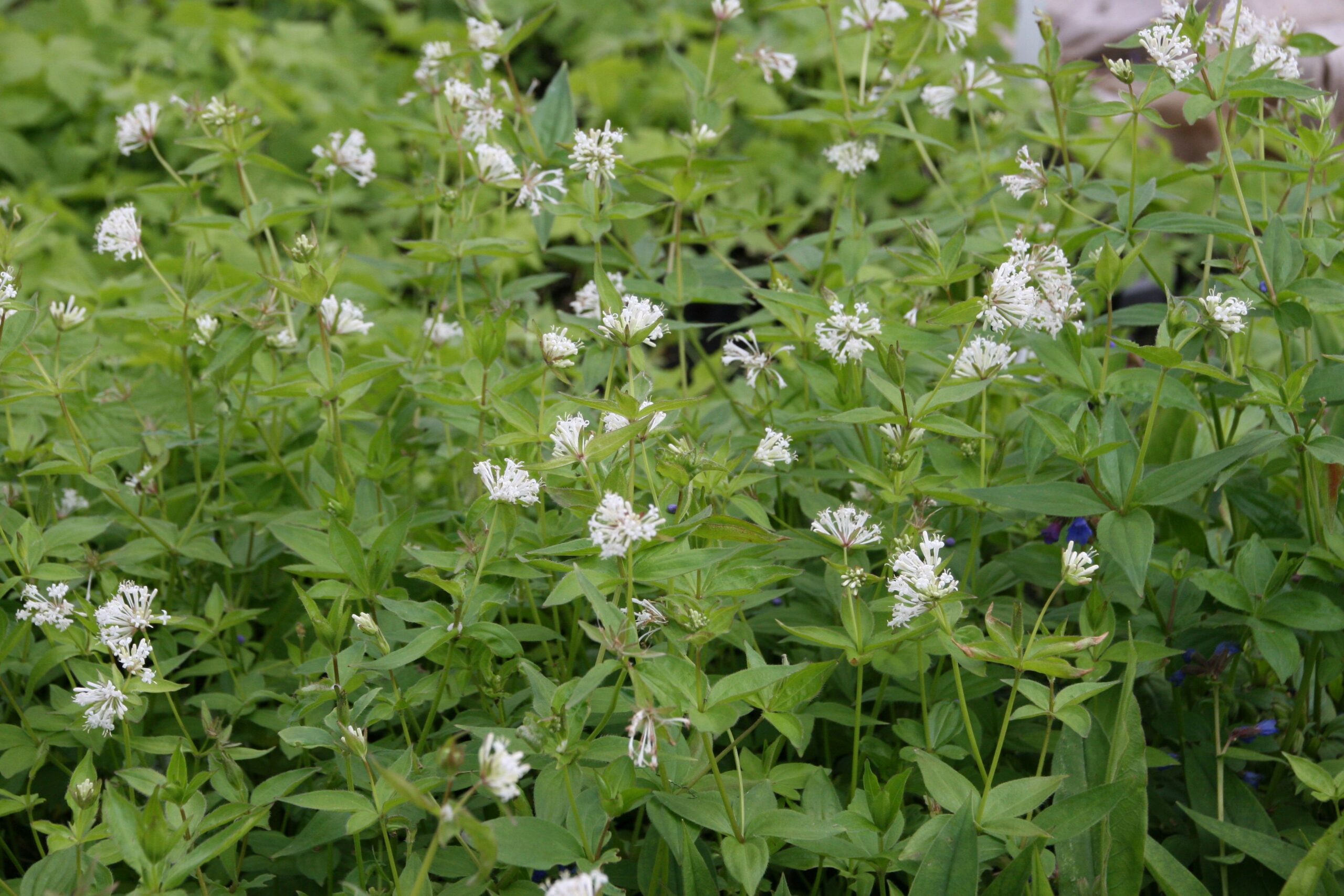 Asperula taurina