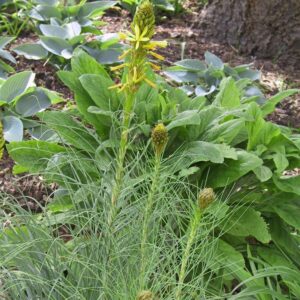 Asphodeline lutea
