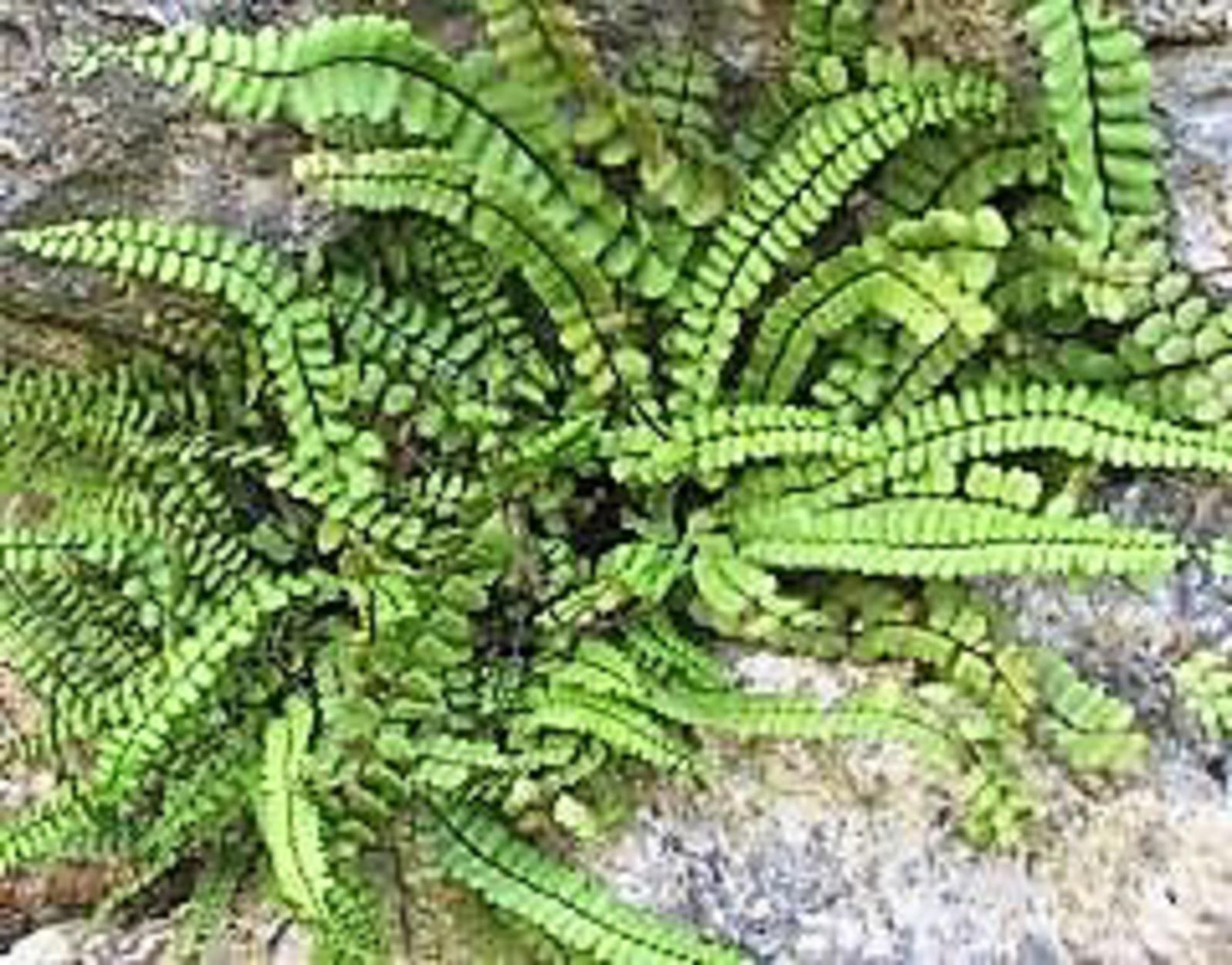 Asplenium trichomanes