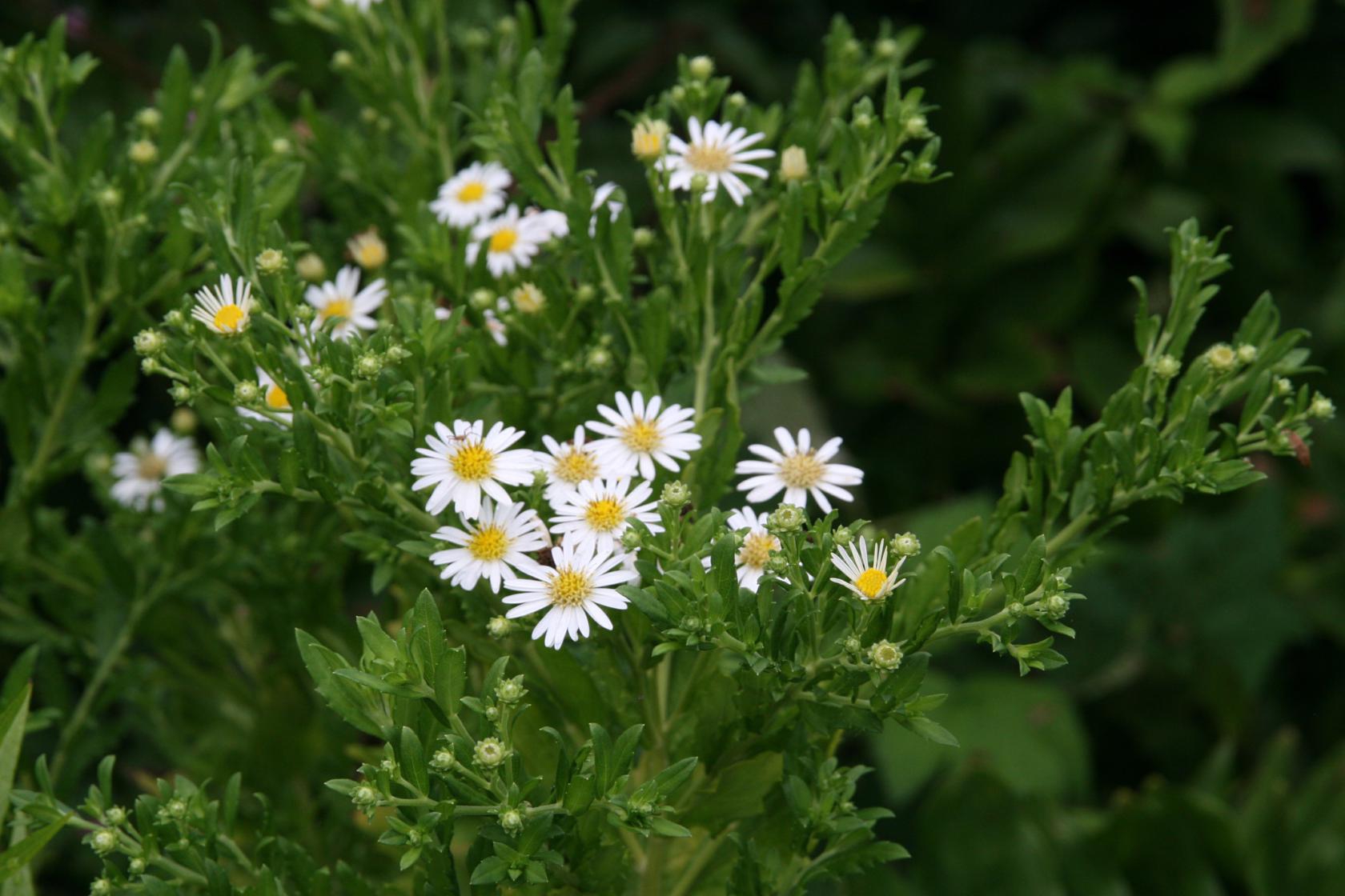 Aster ageratoides 'Ashvi'