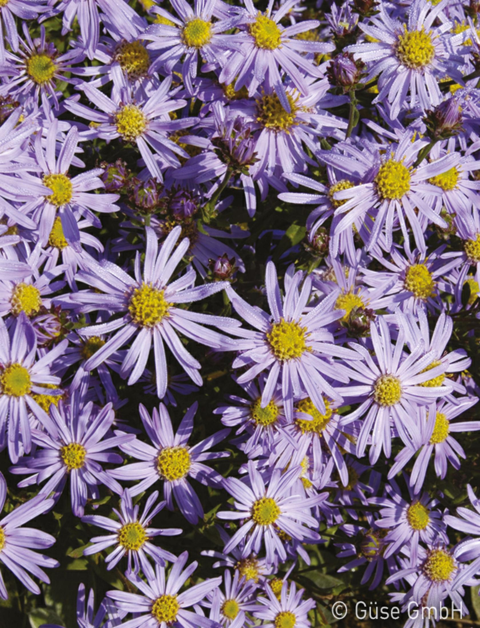 Aster ageratoides 'Adustus Nanus'