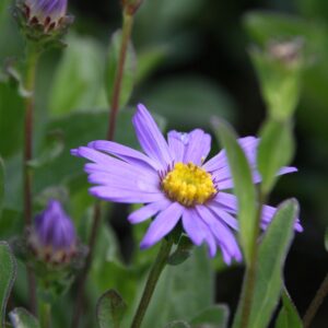 Aster amellus 'Glücksfund'