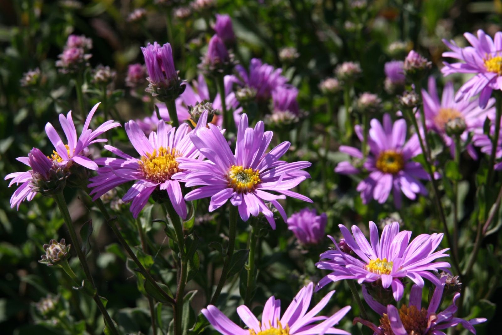Aster amellus 'Rosa Erfüllung'