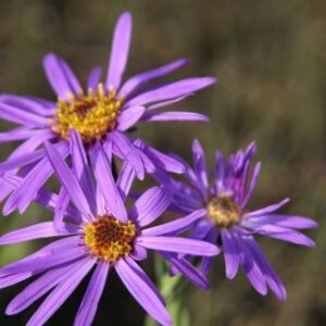 Aster amellus 'Blue King'