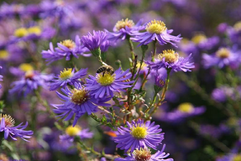 Aster novi-belgii 'Dauerblau'