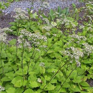 Aster divaricatus