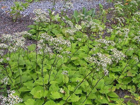 Aster divaricatus