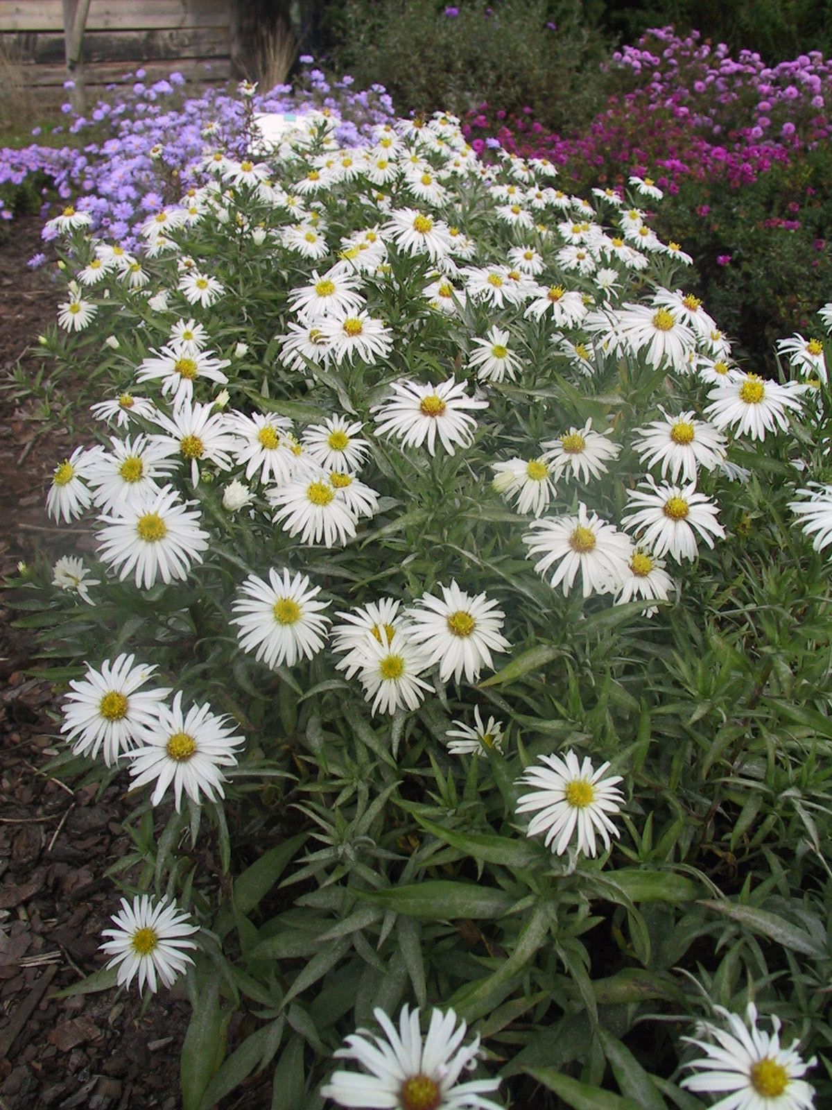 Aster dumosus 'Kristina'