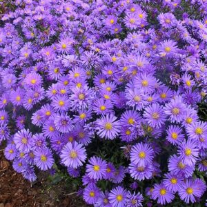 Aster dumosus 'Blaue Lagune'