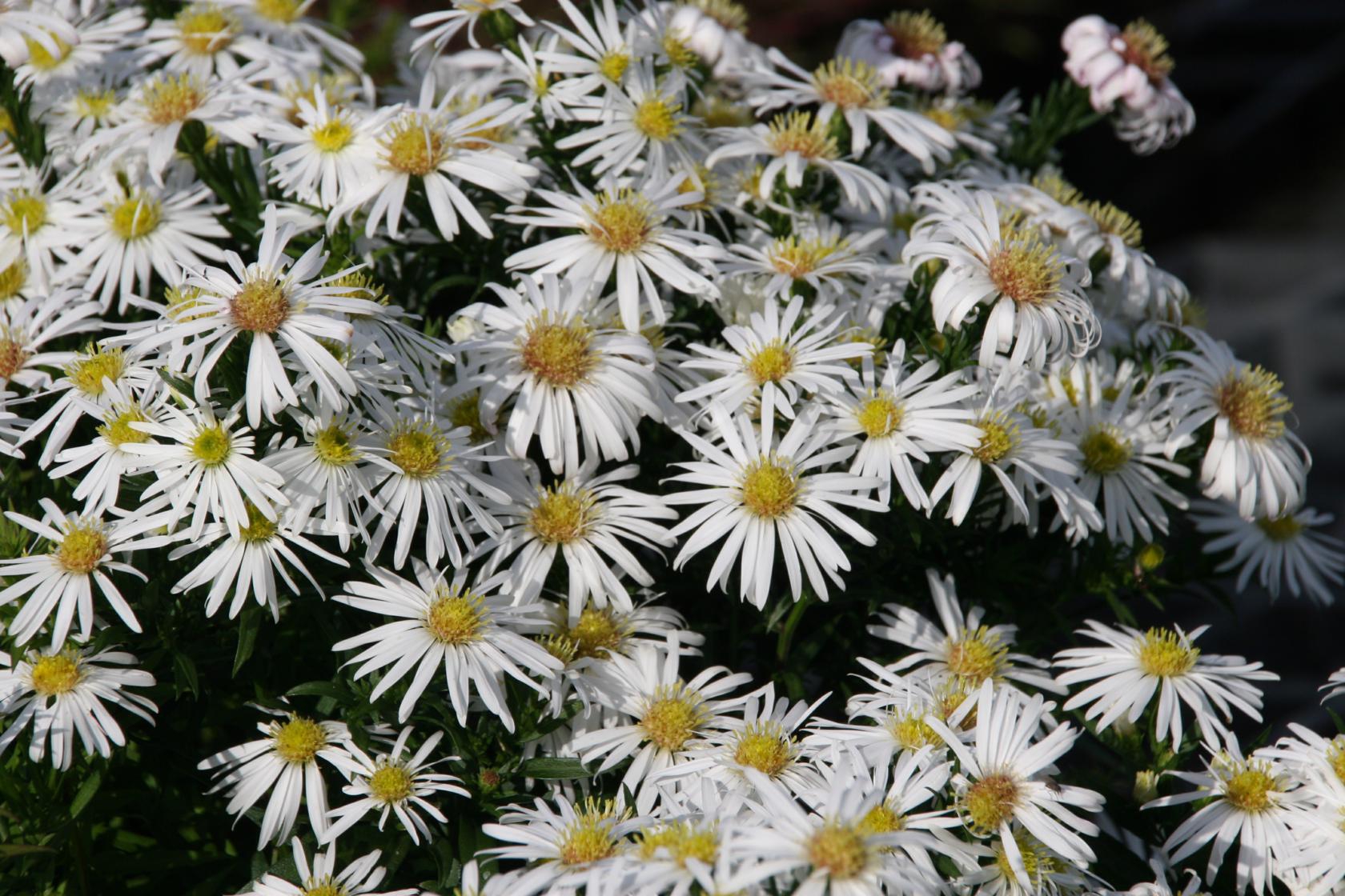 Aster dumosus 'Niobe'