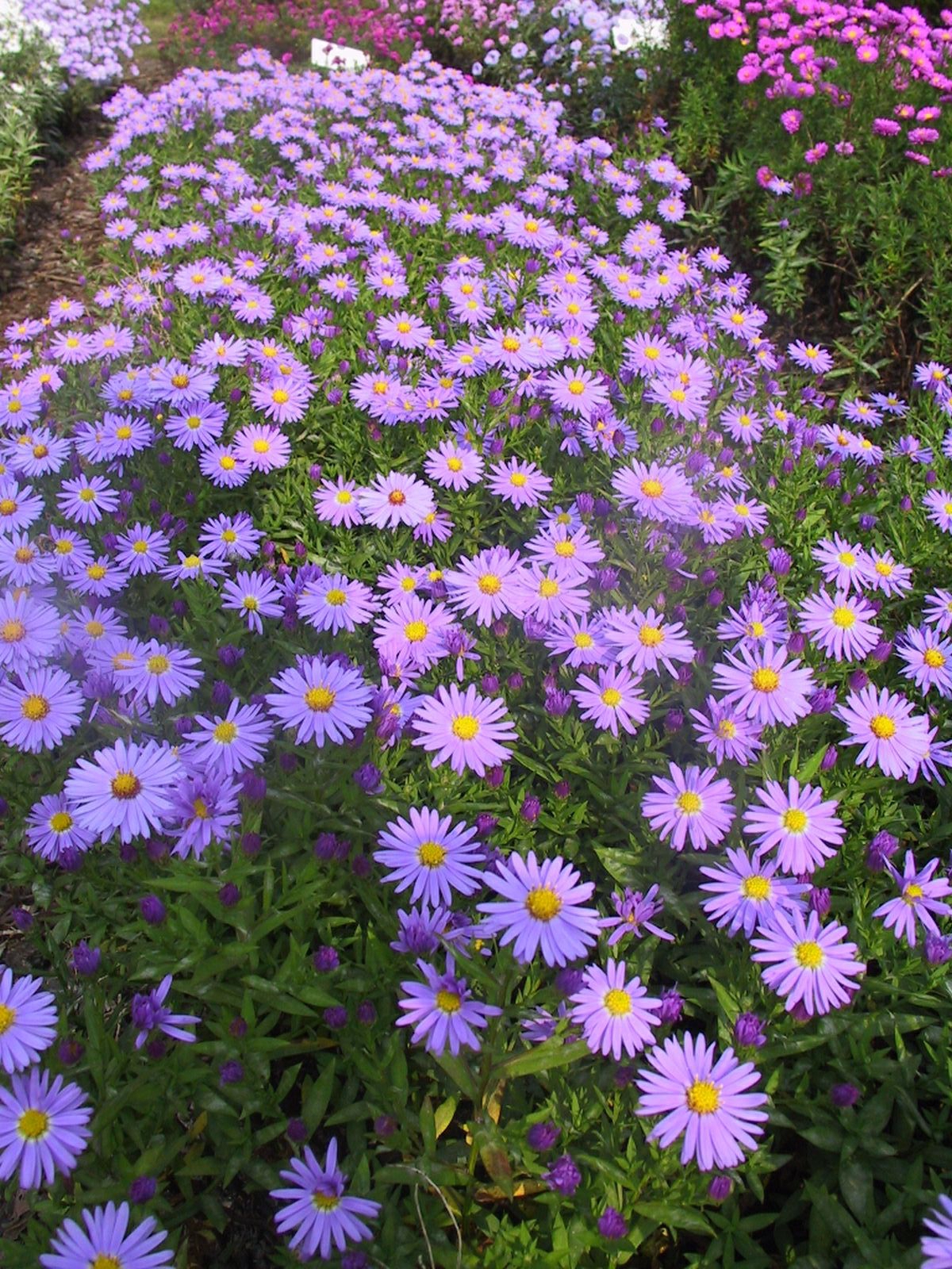 Aster dumosus 'Prof.Anton Kippenberg'