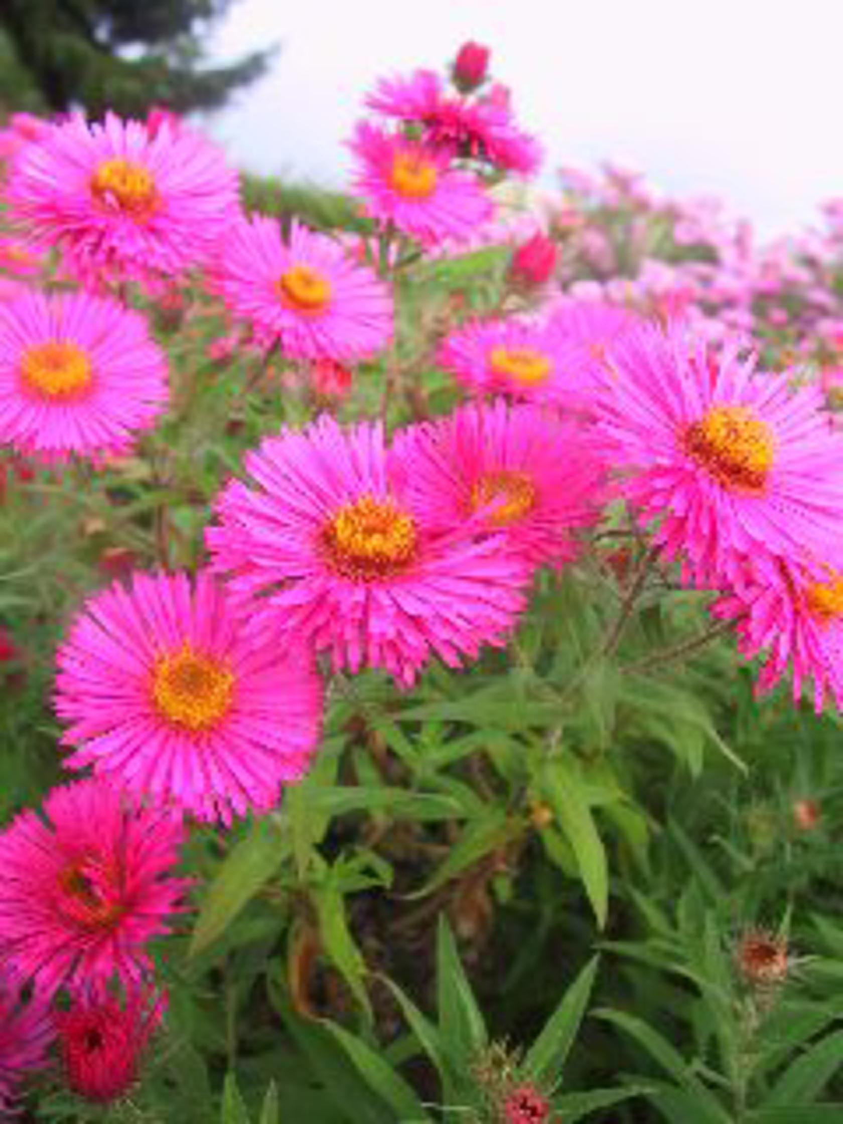 Aster novae-angliae 'Alma Pötschke'