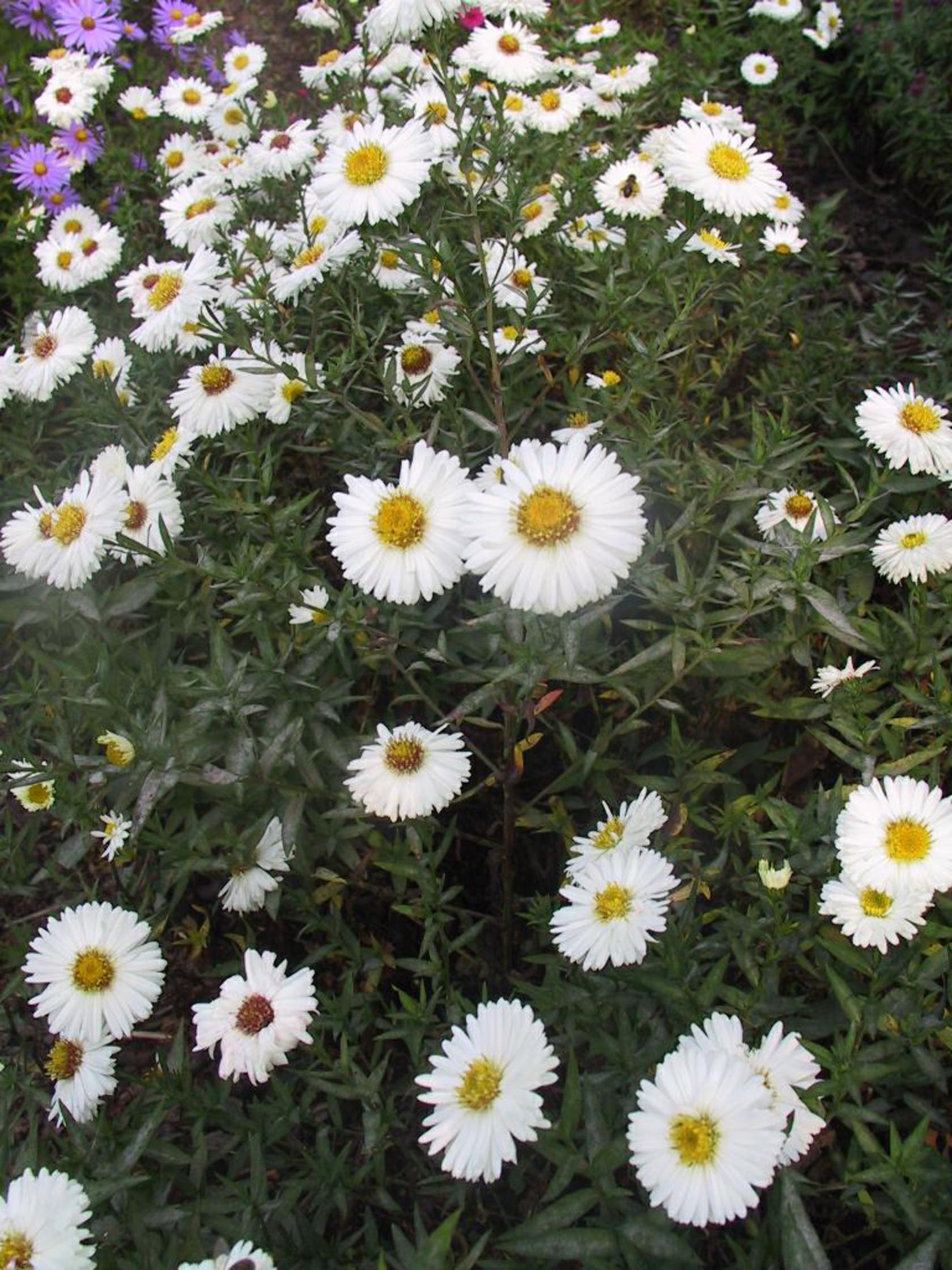Aster novi-belgii 'White Ladies'