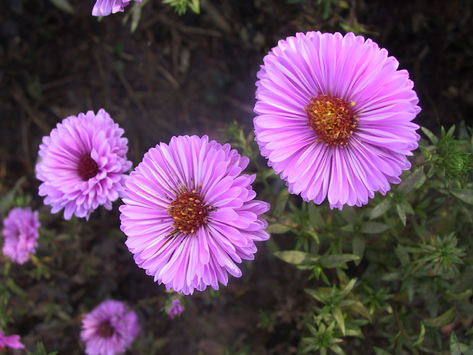 Aster novi-belgii 'Patricia Ballard'