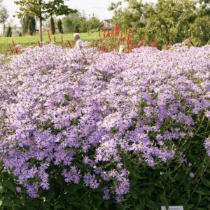 Aster x herveyi 'Twilight' (macrophyllus)