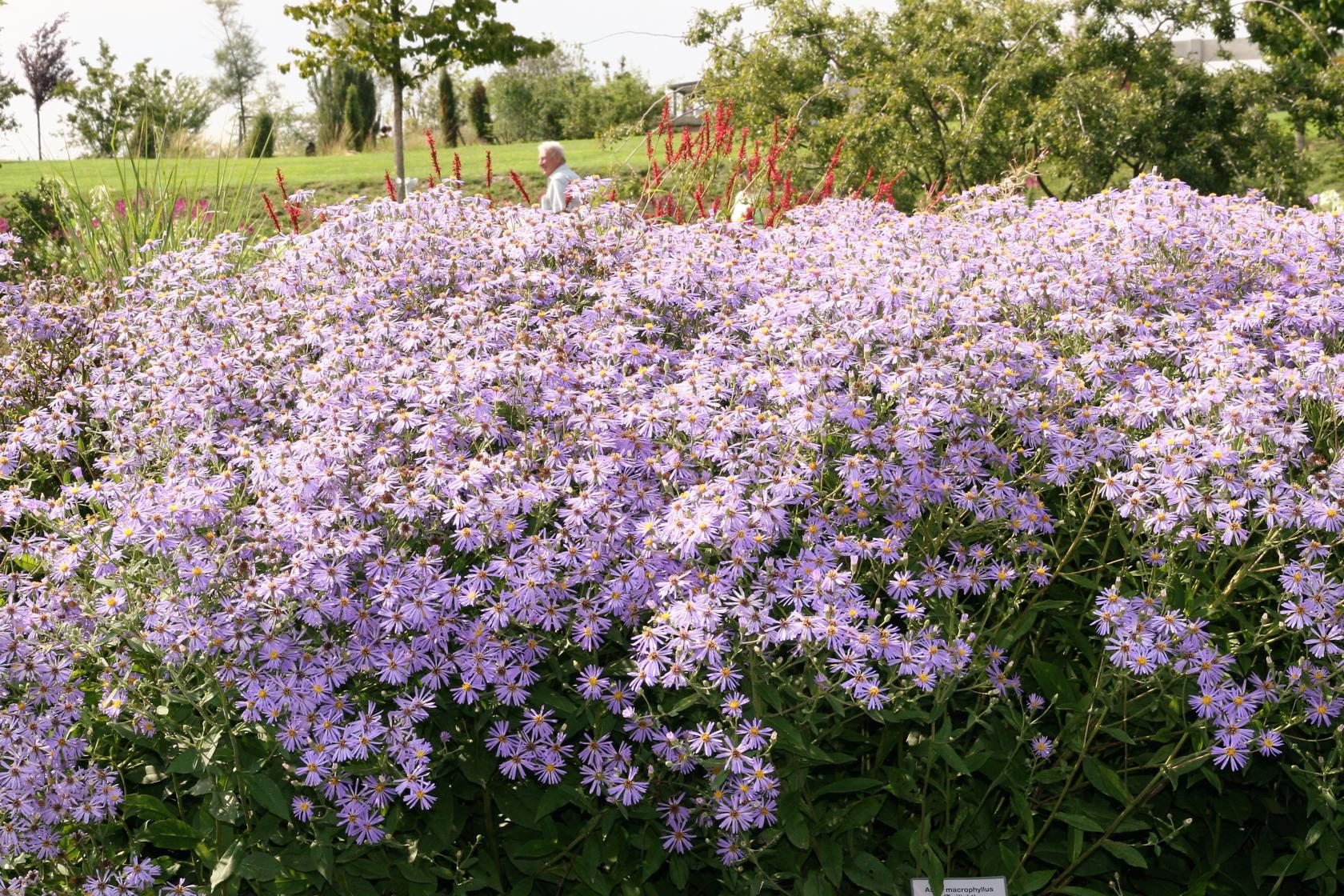 Aster x herveyi 'Twilight' (macrophyllus)