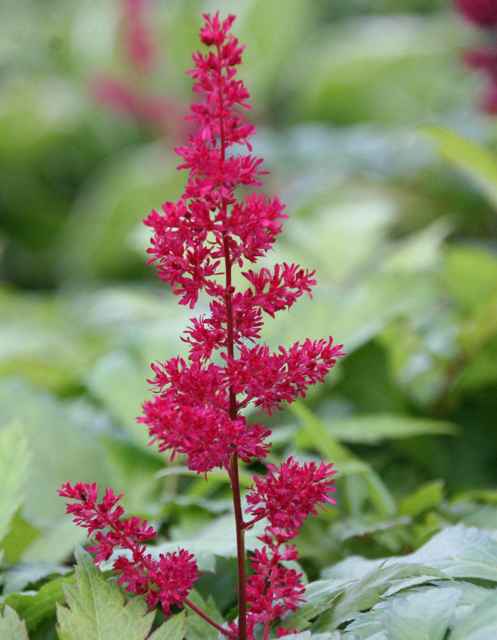 Astilbe x arendsii 'Fanal'
