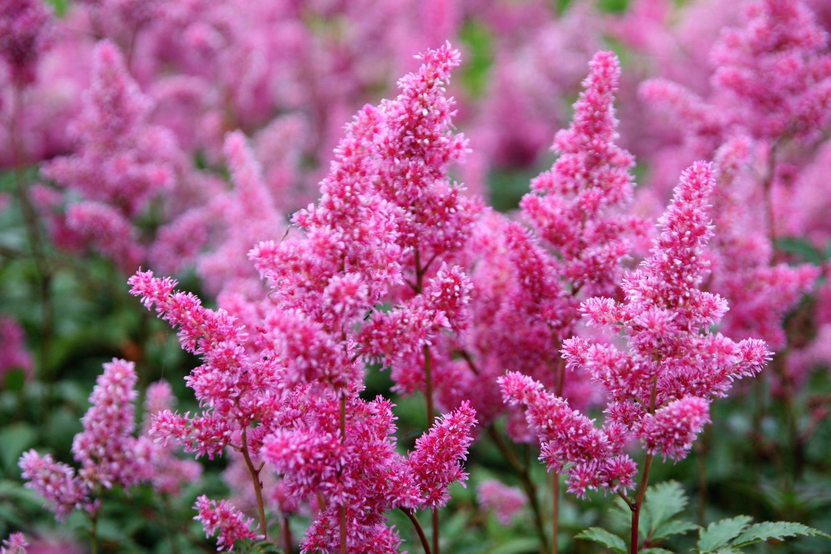 Astilbe japonica 'Bremen'