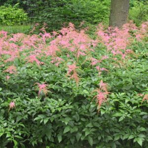 Astilbe thunbergii 'Straußenfeder'