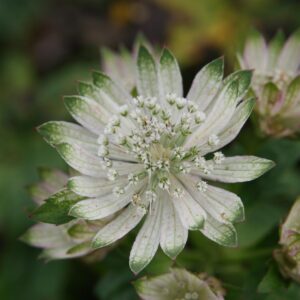 Astrantia major 'Star of Billion' (S)