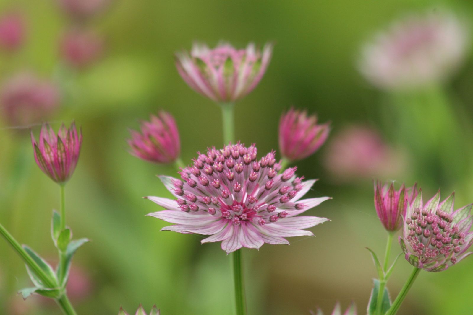 Astrantia major 'Roma' (S)