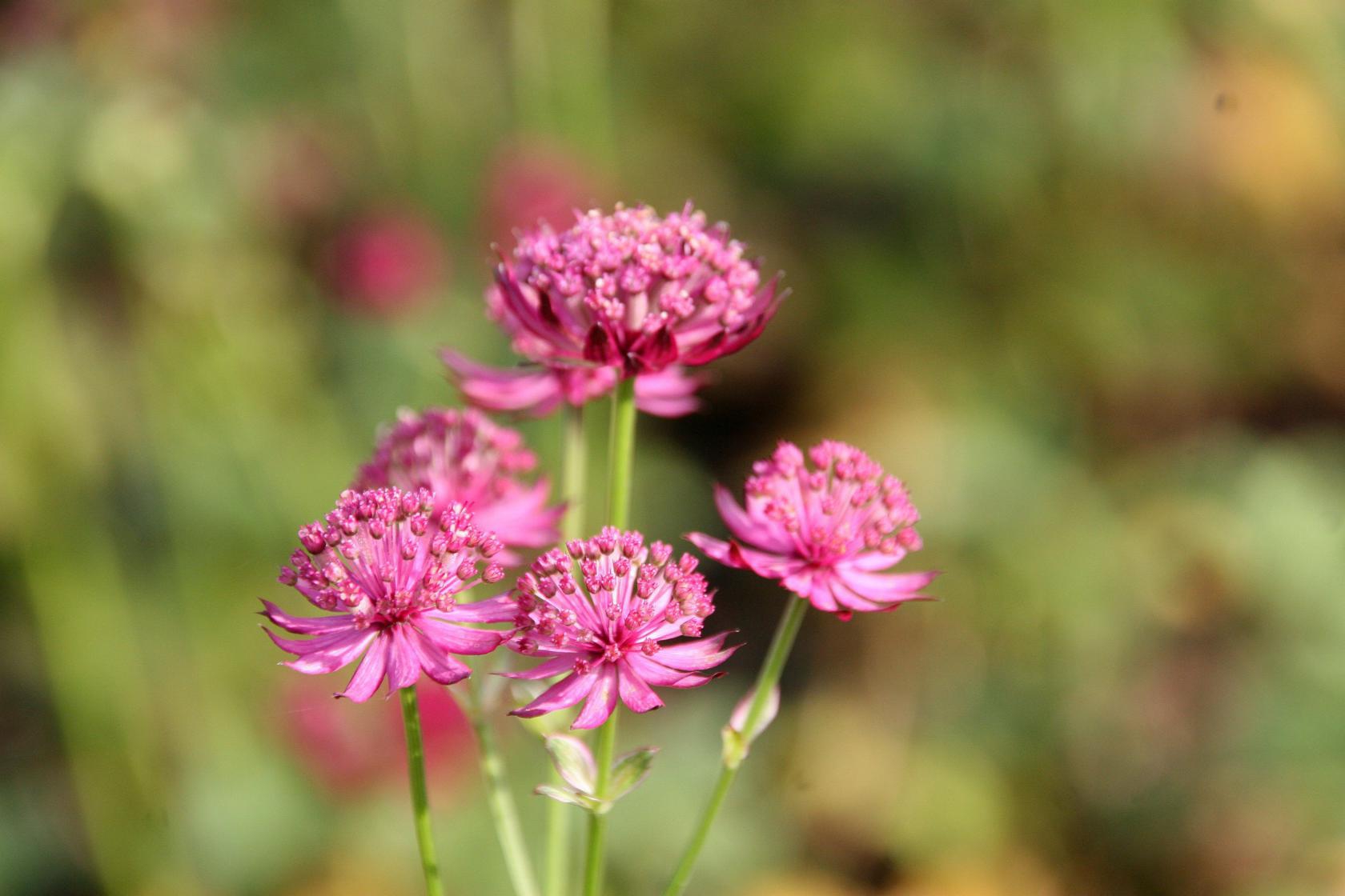 Astrantia major 'Venice' (S)