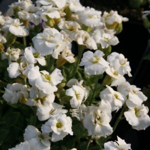 Aubrieta x cult .'Winterberg'