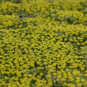 Azorella trifurcata