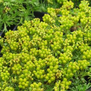 Azorella trifurcata 'Nana'