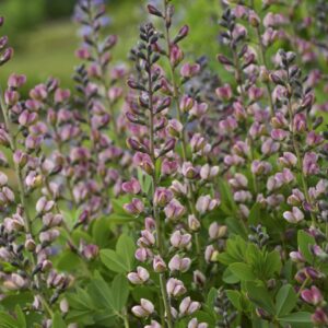 Baptisia x cult. 'Pink Truffles' (S)