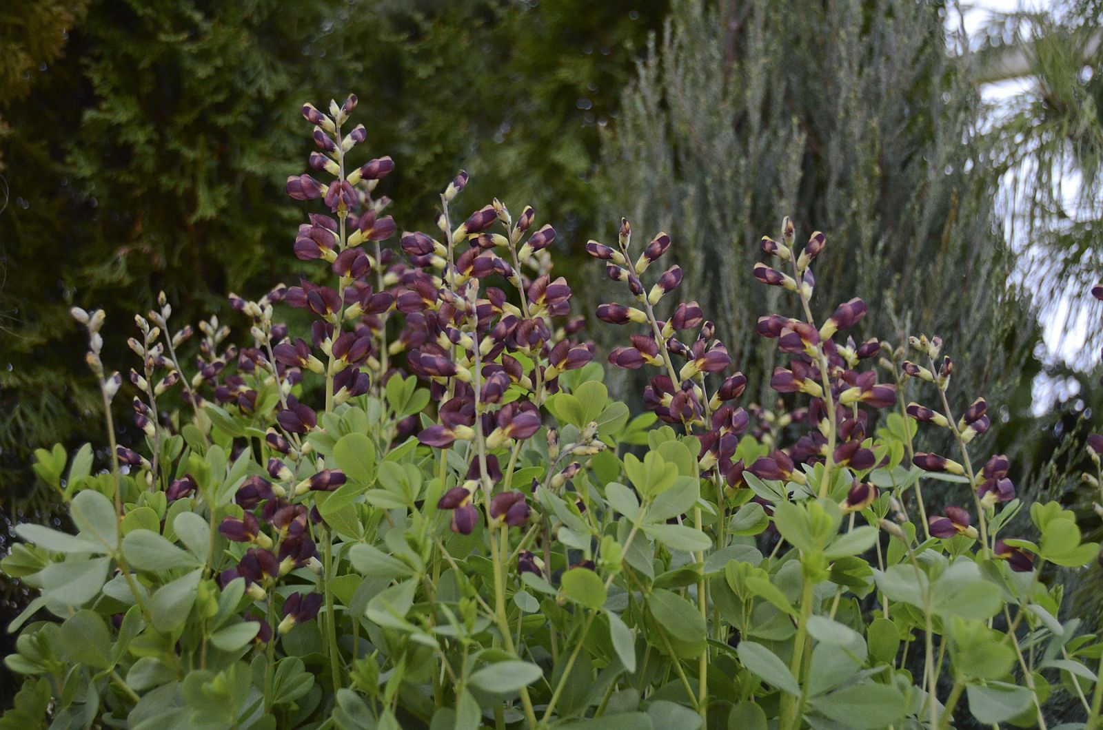 Baptisia x cult. 'Dutch Chocolate' (S)