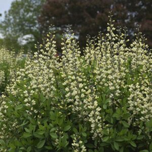 Baptisia x cult. 'Vanilla Cream' (S)